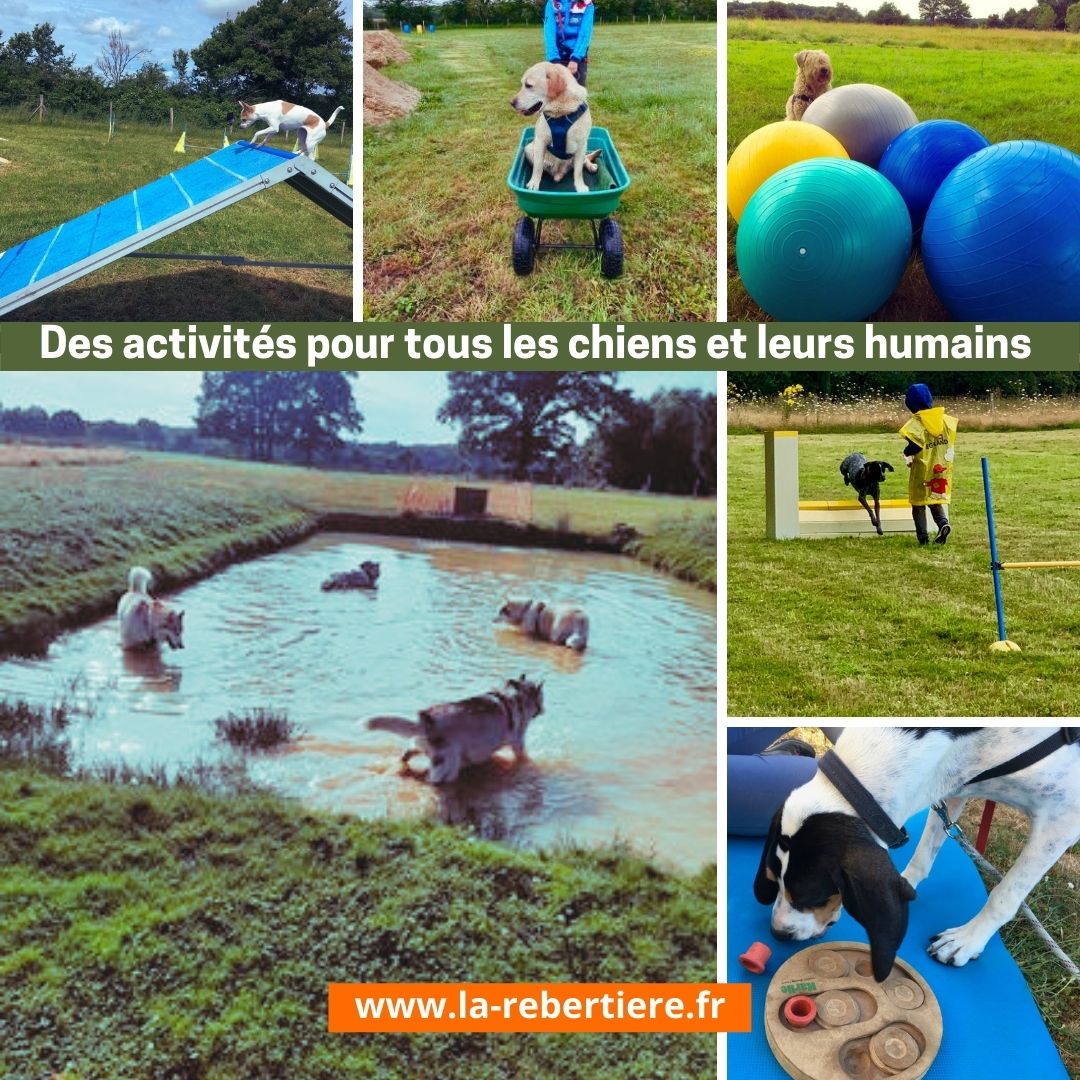 Gîte TiBarny du Parc Canin de la Rebertière, Queaux - photo 6