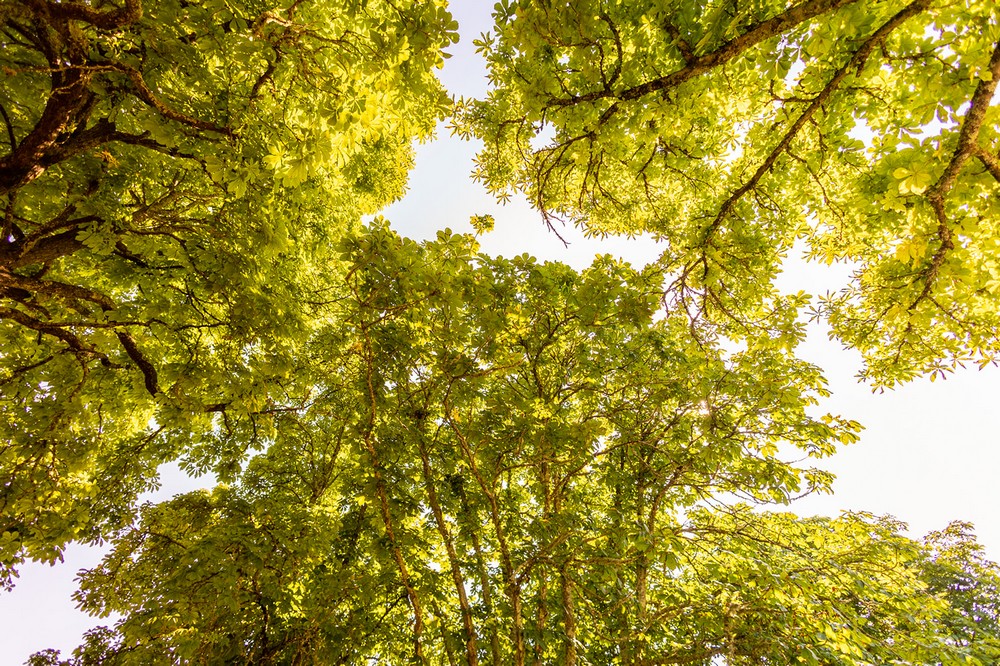Gîte de Pehillo - La Sapinière, Nérac - photo 21