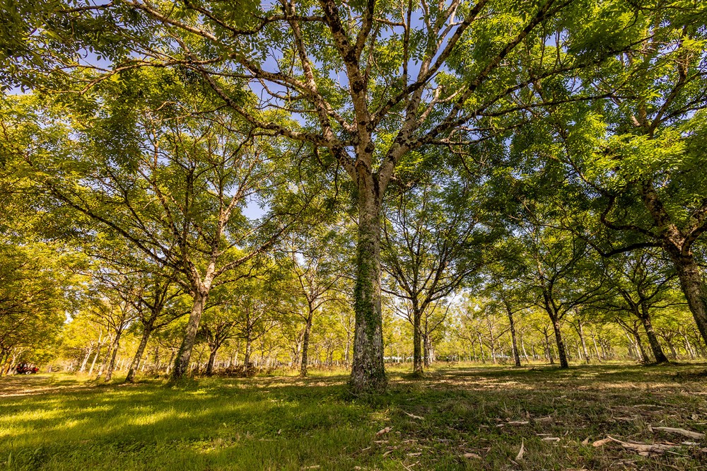 Gîte de Pehillo - La Sapinière, Nérac - photo 38