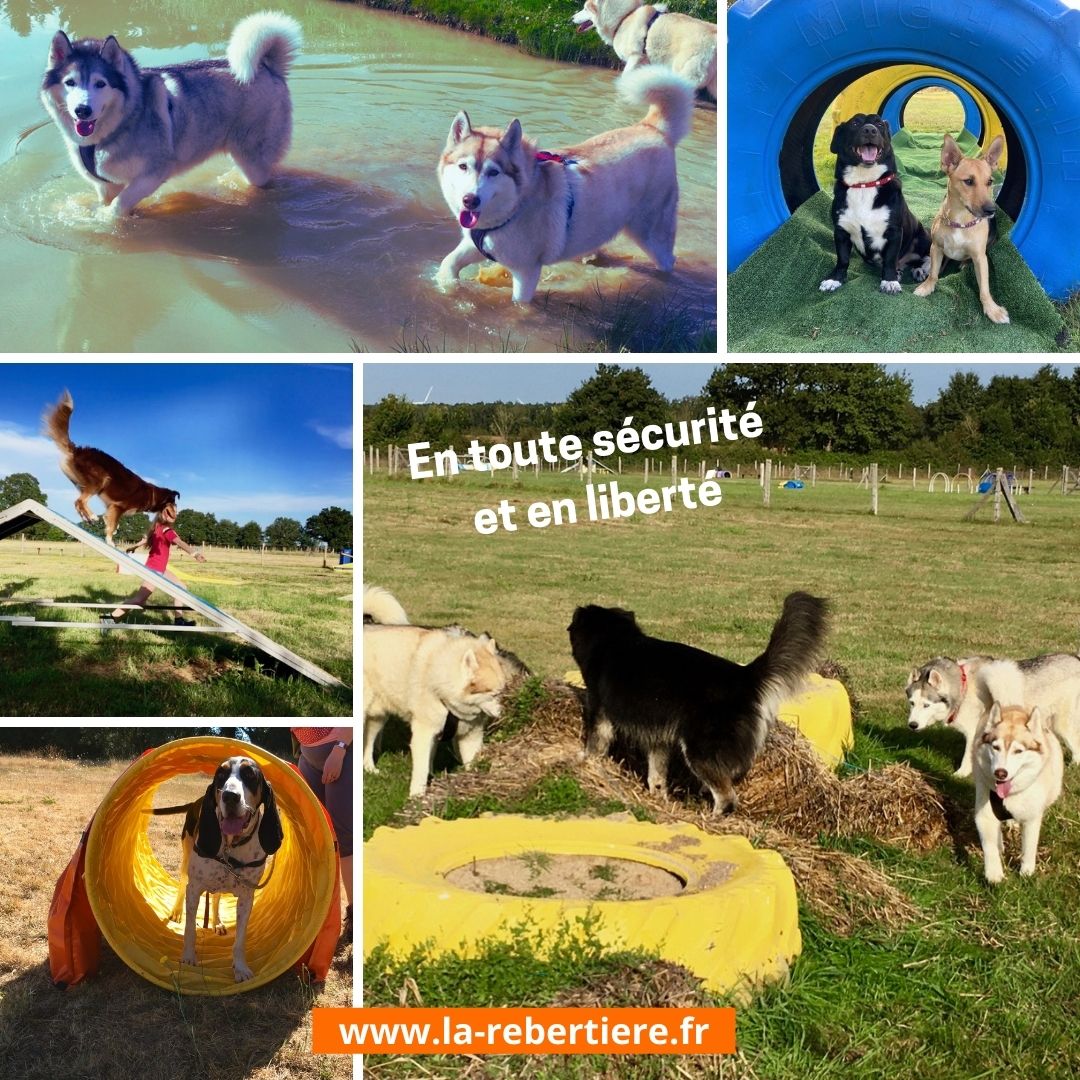 Gîte BoGuss du Parc Canin de la Rebertière, Queaux - photo 9