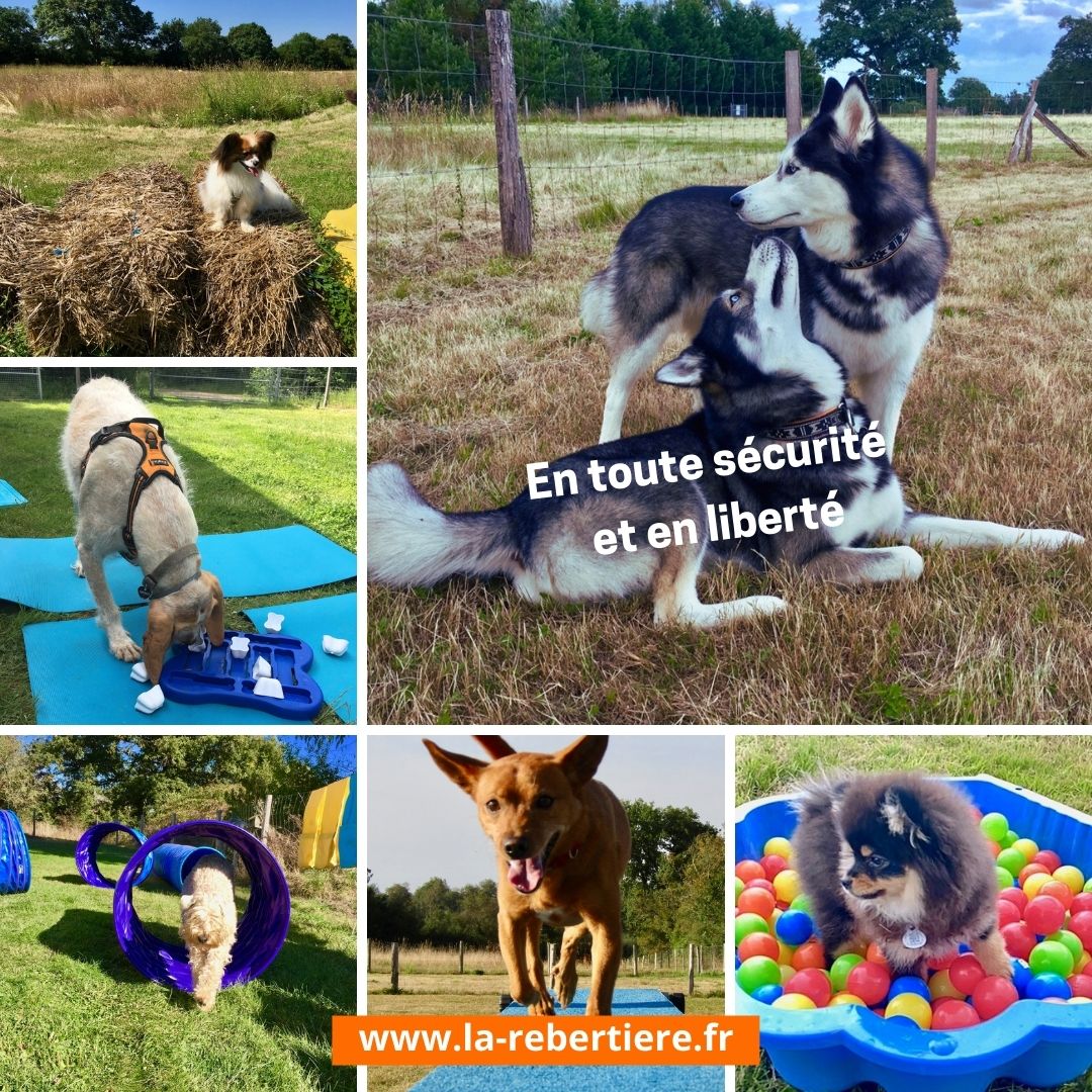 Gîte CrazySam du Parc Canin de la Rebertière, Queaux - photo 11