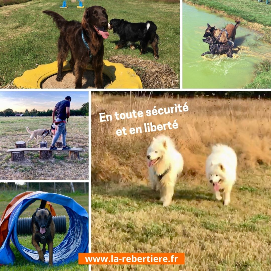 Gîte TiBarny du Parc Canin de la Rebertière, Queaux - photo 8