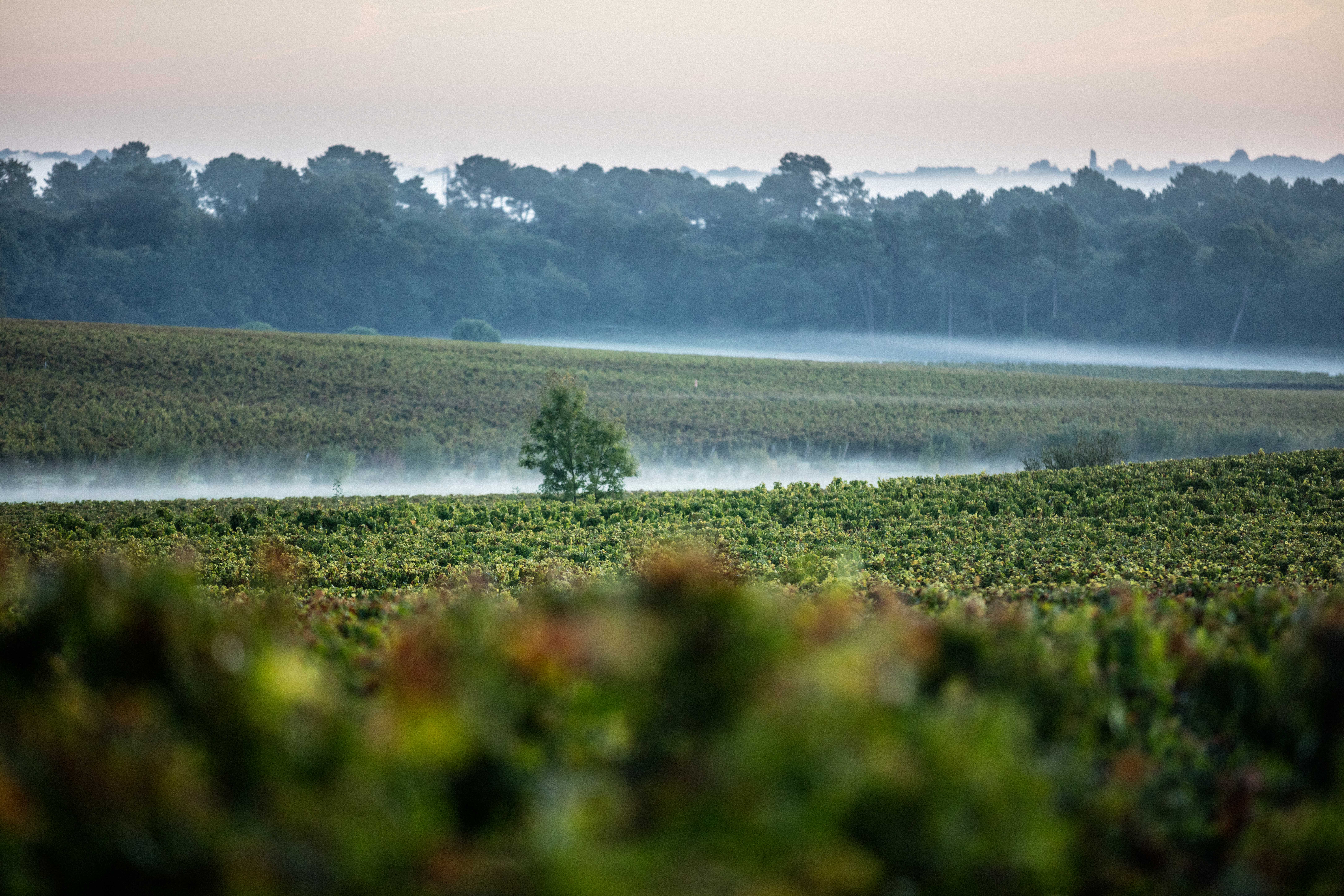 Château La Garde - photo 3