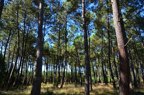De Xaintrailles à Pompiey, lectures de paysage, Xaintrailles - photo 21