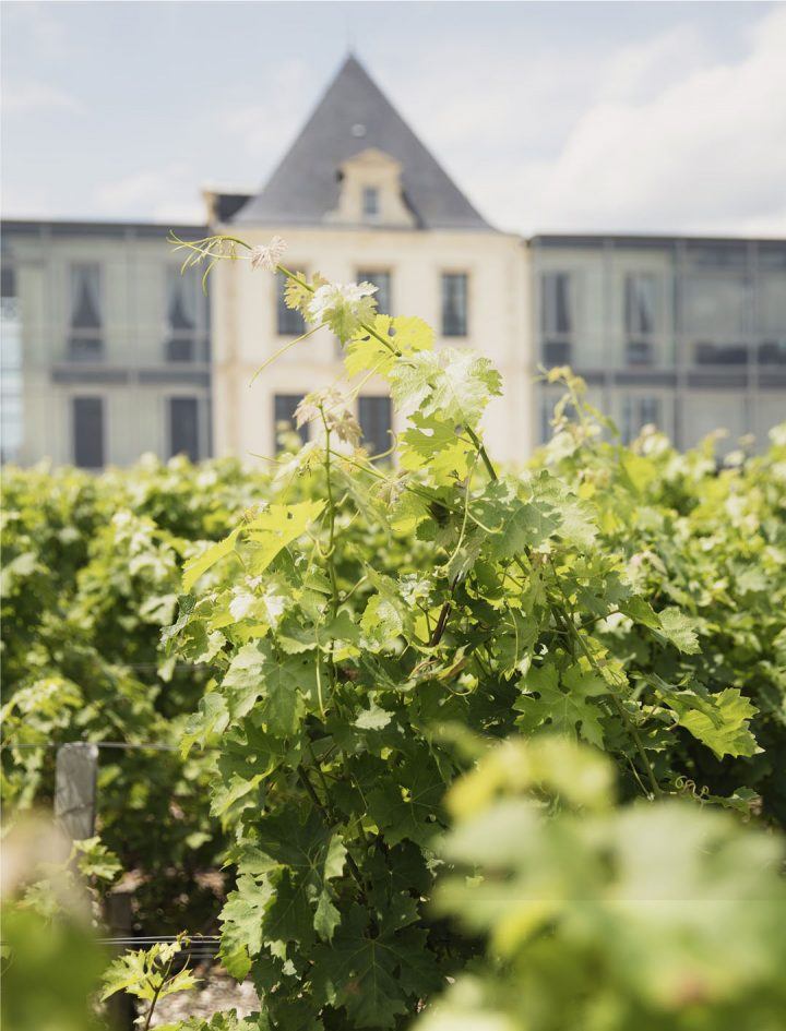 Vins et Art au Château Pédesclaux