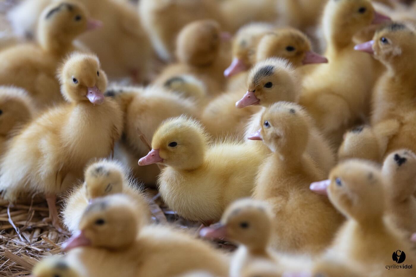 Ferme du Moulin de Labat