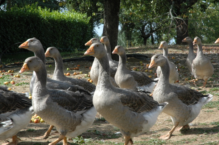 La Ferme du Brusquand - photo 3