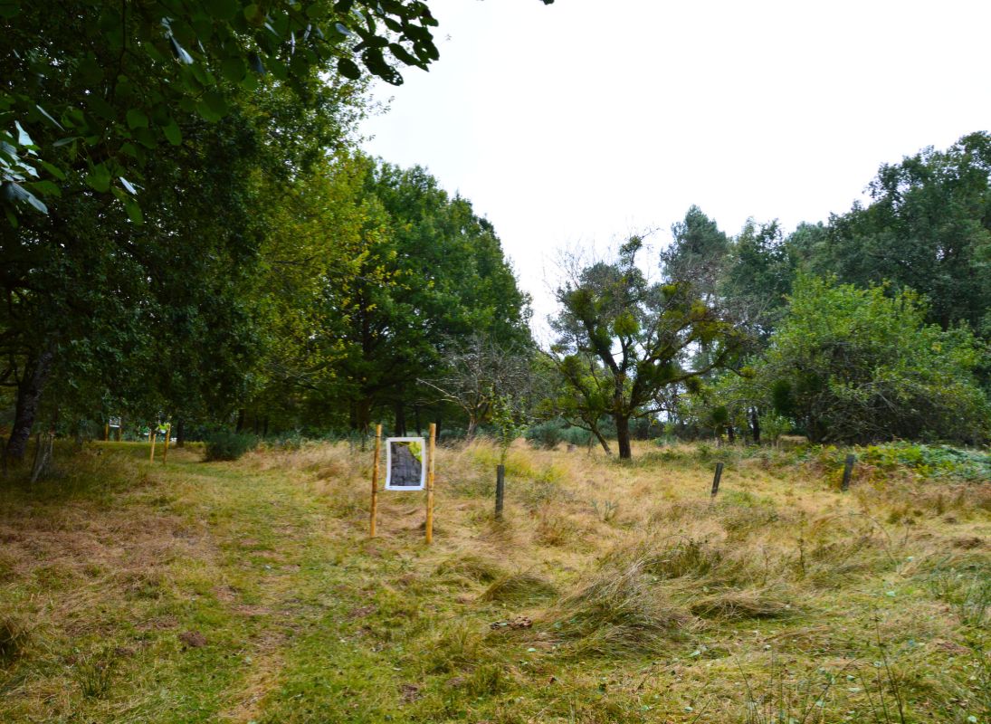 La Lande à serpentine de la Rousseille, Saint-Hilaire-les-Places - photo 13