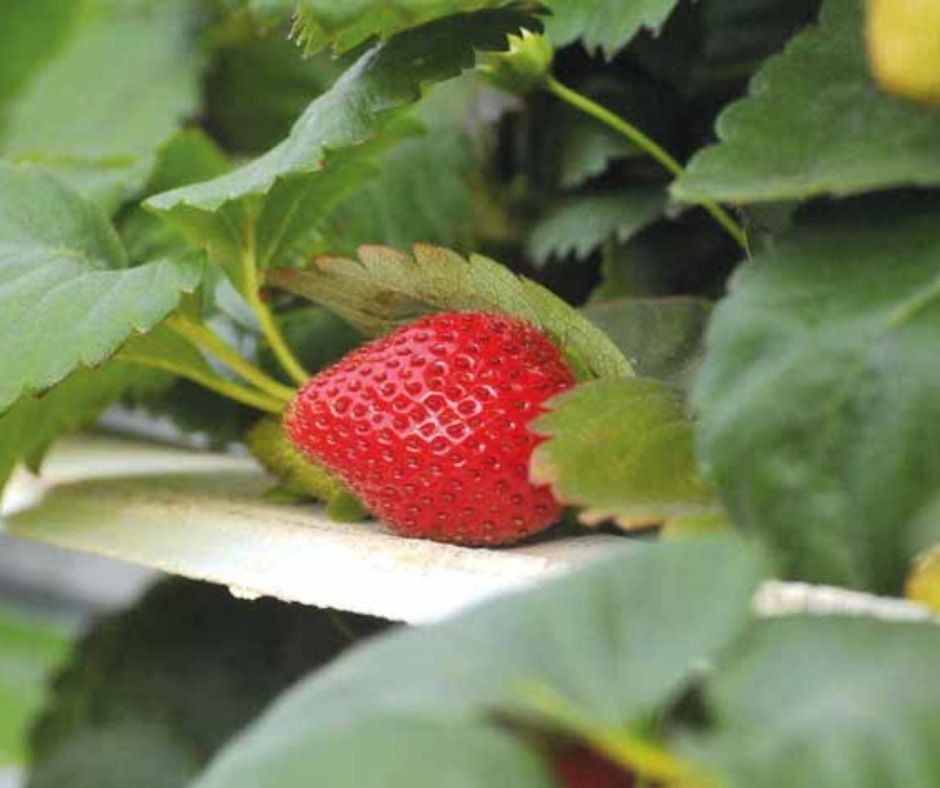 Les Délices de Mady