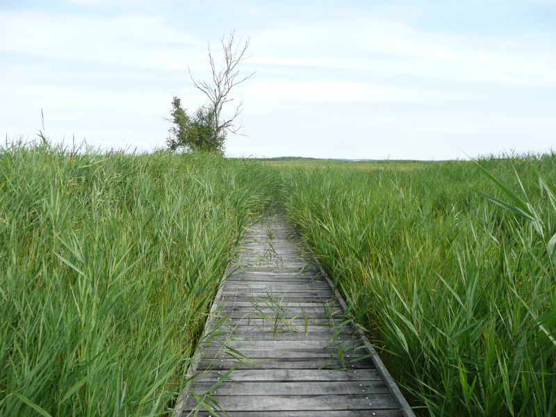 Fête de la nature - Portes Ouvertes à Terres d'Oiseaux