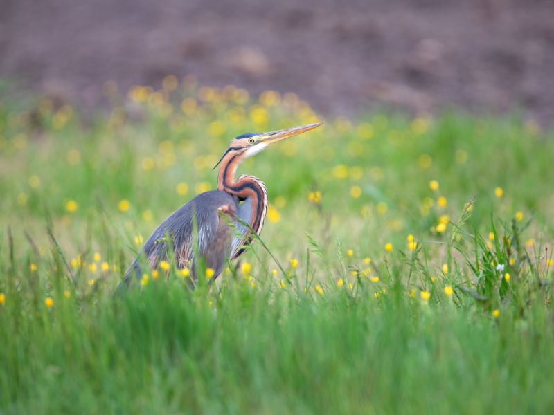 Samedi comptage à Terres d'Oiseaux