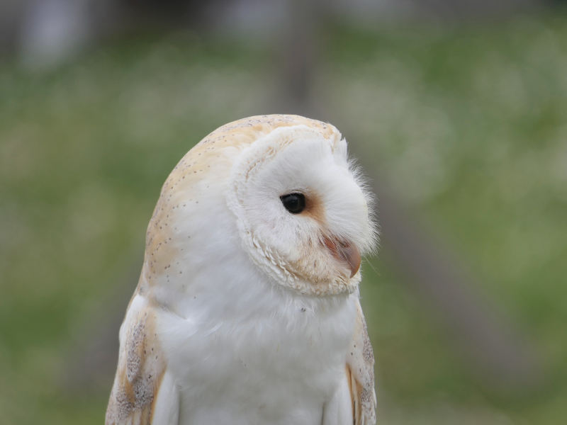Sortie Natura 2000 : sur les terres des Rapaces Diurnes, Braud-et-Saint-Louis