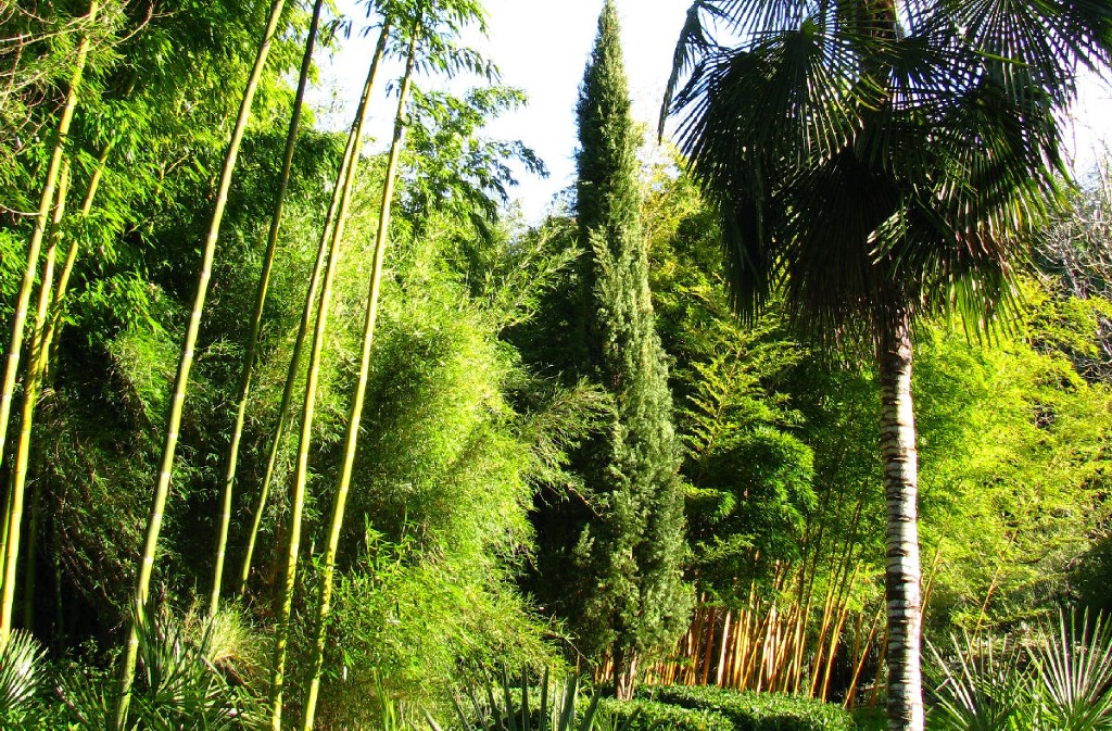 Jardin les Bambous de Planbuisson