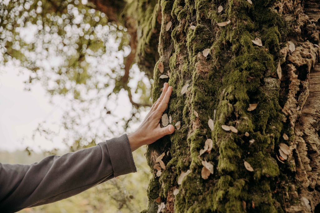 Les bains de forêt de Terra-Atlaya