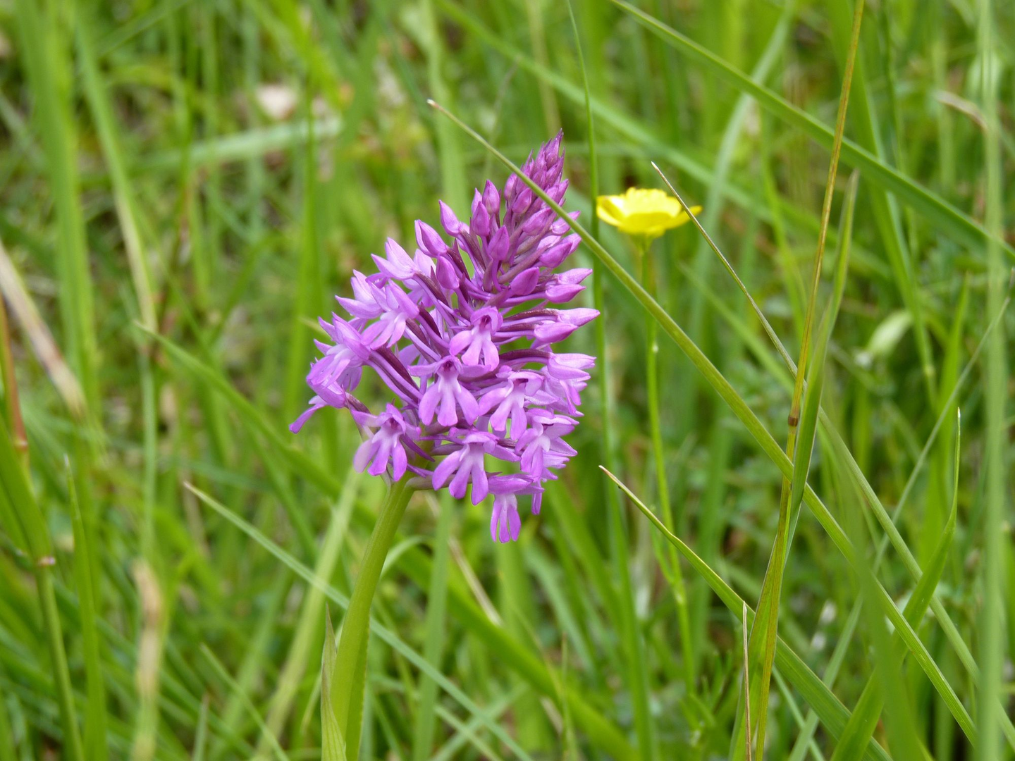 Arricau-Bordes : la balade du château