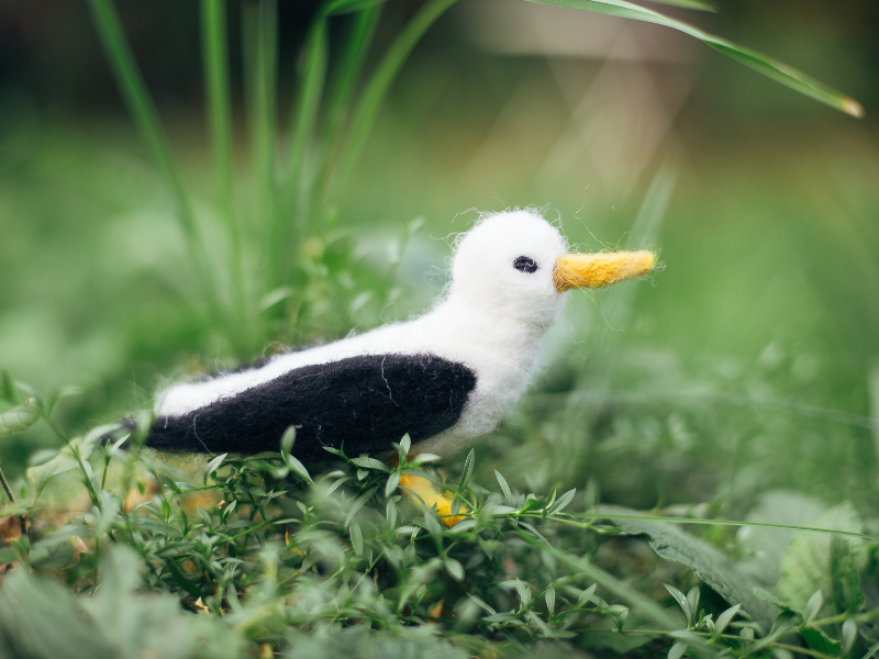 Oiseaux et Cie — visuel événement