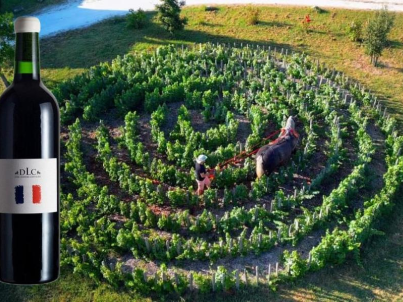 Vignoble L'Homme Cheval