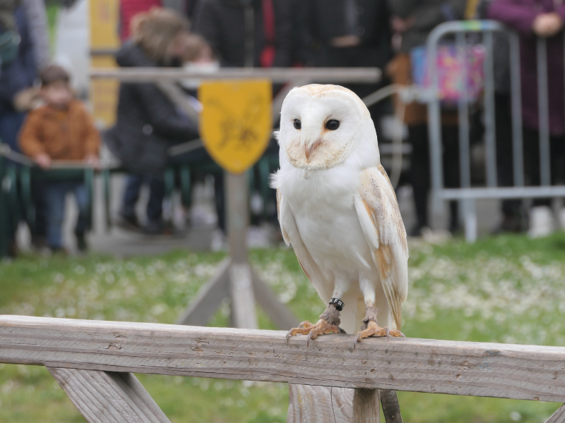 Fête des rapaces et "Spectacle de fauconnerie" à Terres d'Oiseaux, Braud-et-Saint-Louis - photo 13