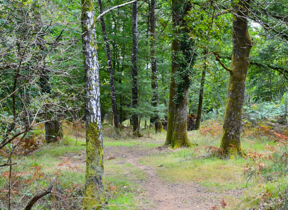 La Lande à serpentine de la Rousseille, Saint-Hilaire-les-Places - photo 7