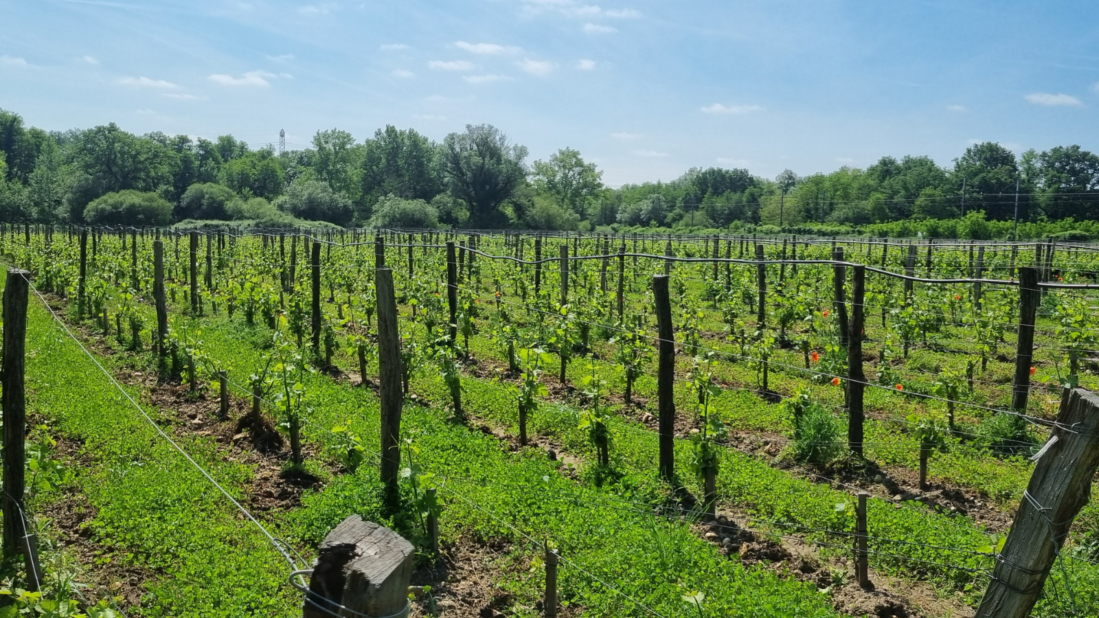 Boucle de la Bugonne, Saint-Médard-d'Eyrans - photo 8