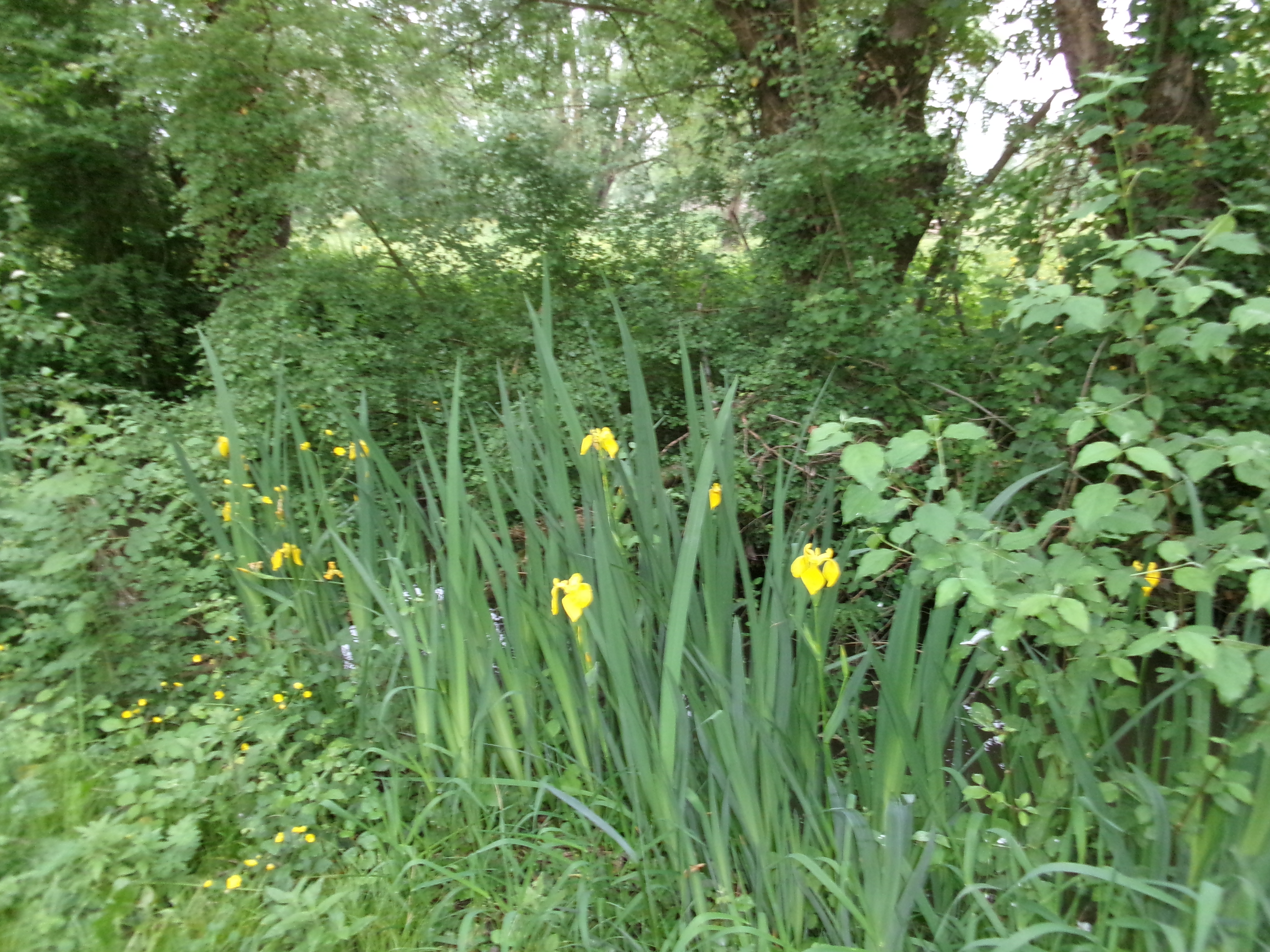 Les Roseaux, Coulon - photo 7