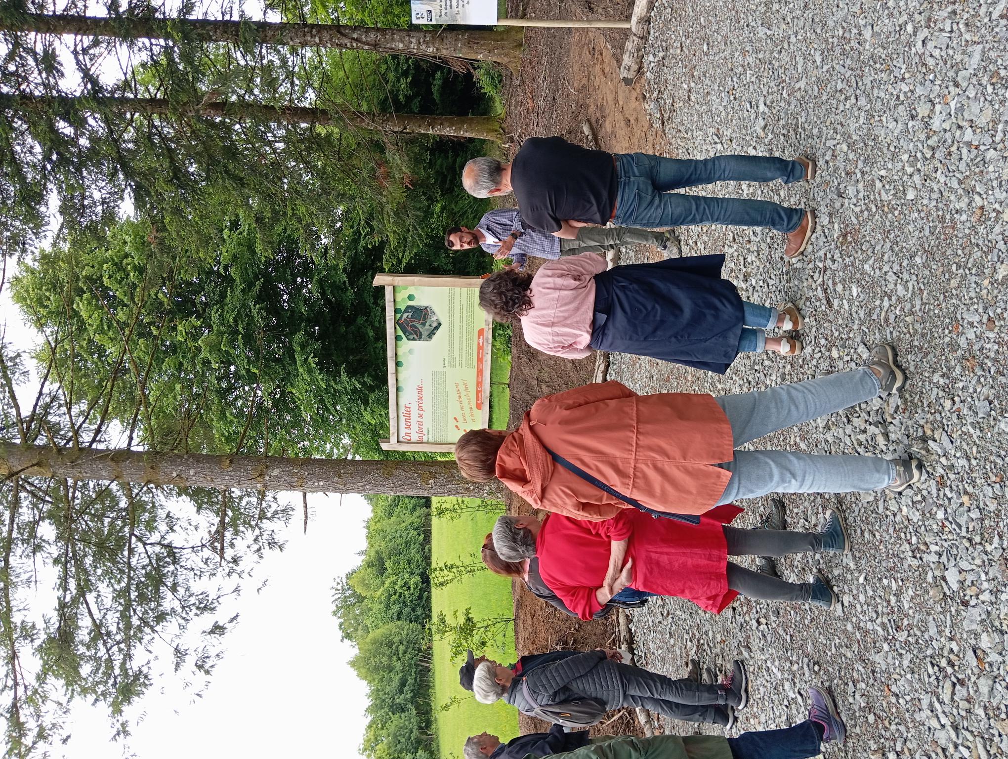 En sentier, la forêt se présente