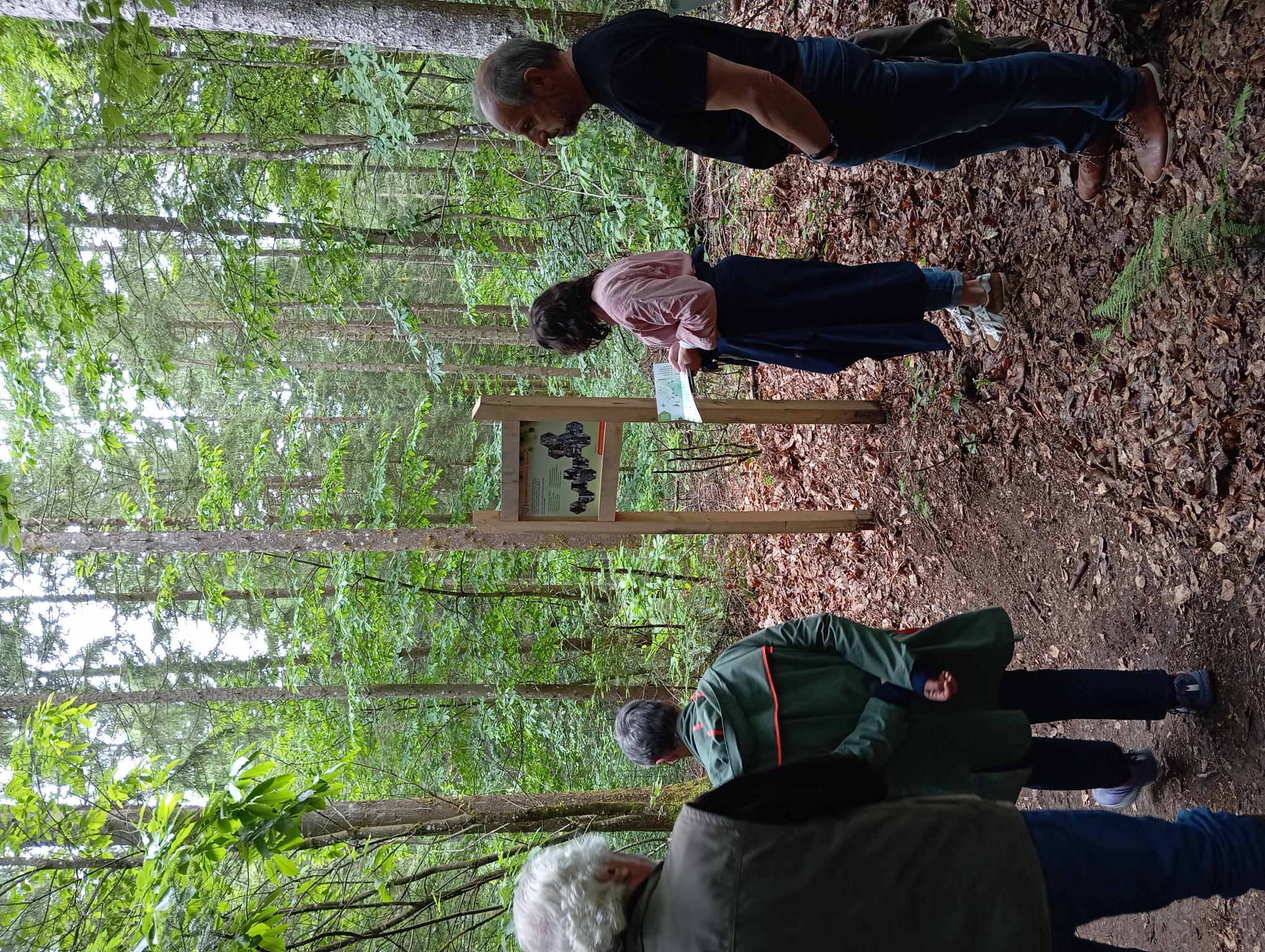 En sentier, la forêt se présente, Neuvic - photo 4