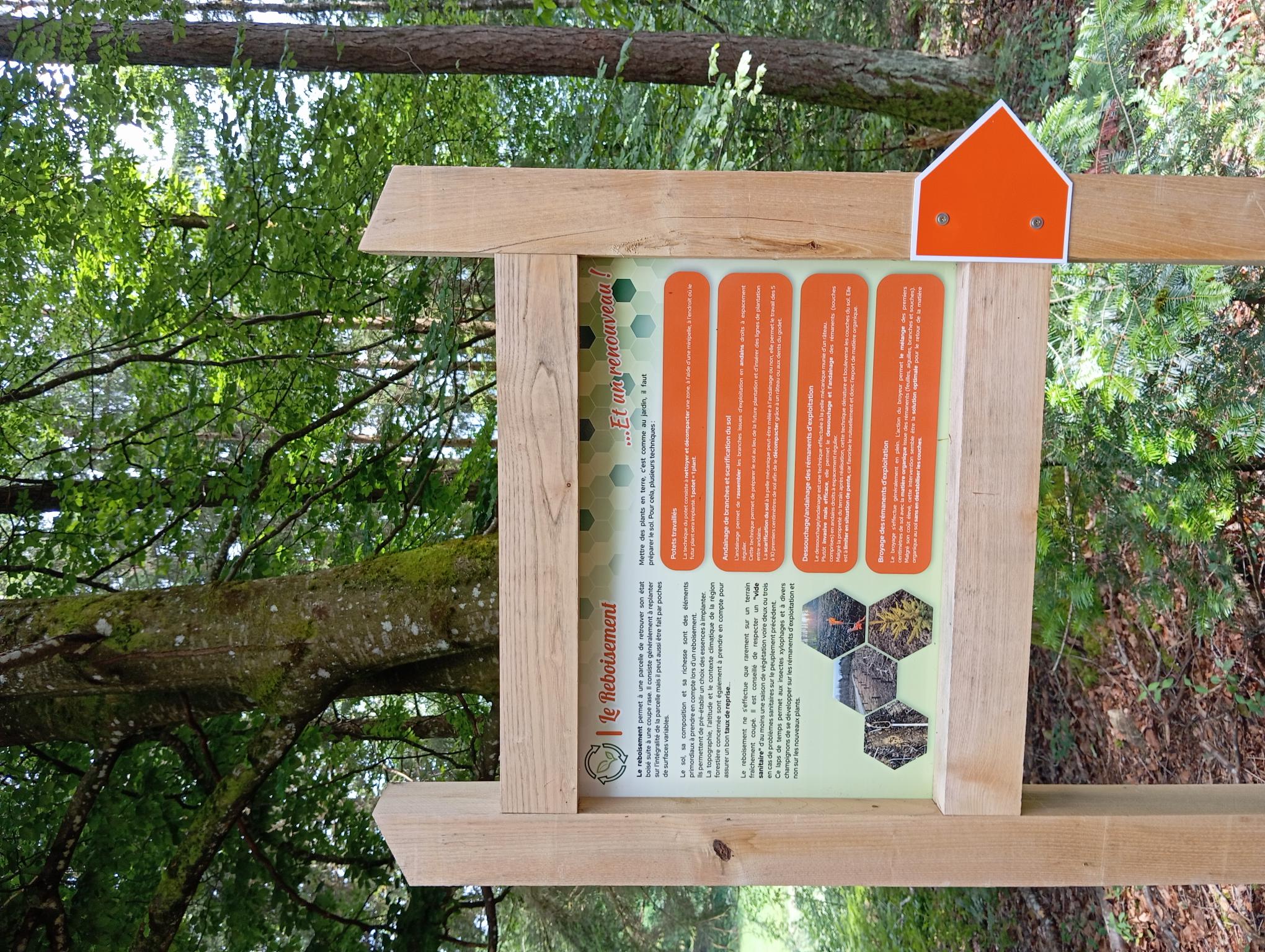 En sentier, la forêt se présente, Neuvic - photo 2