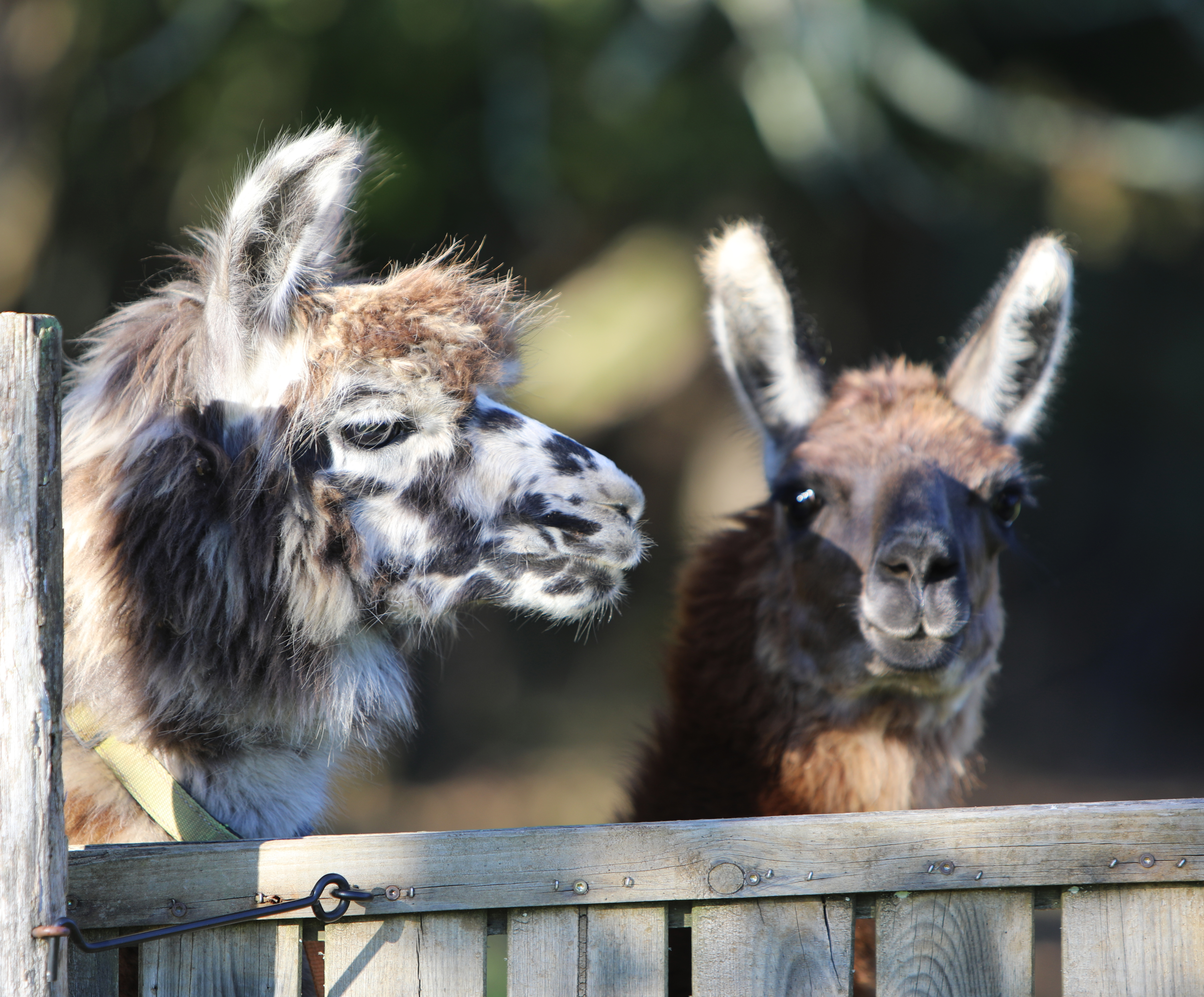 Ferme des Lamanes - photo 4