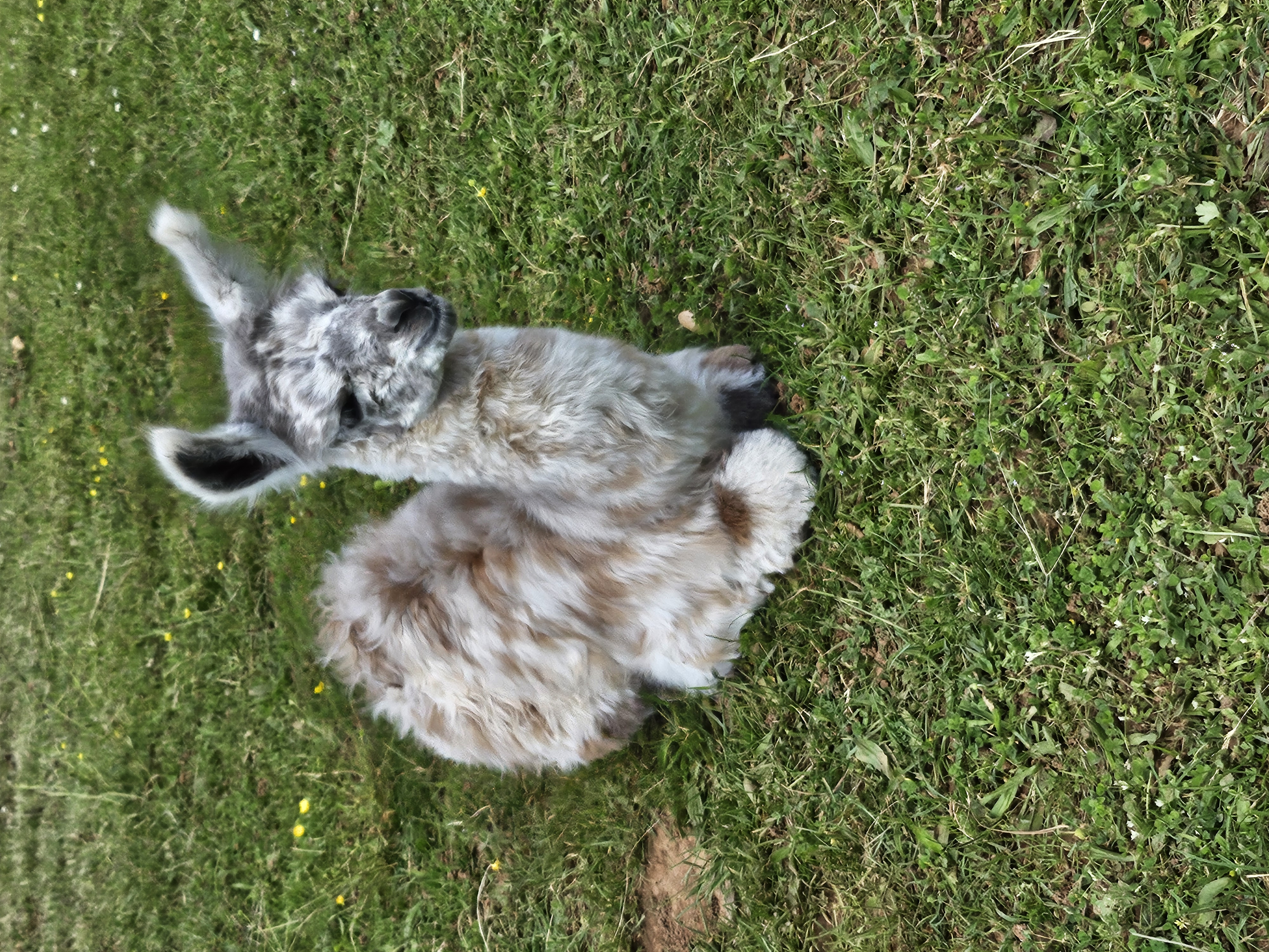 Ferme des Lamanes - photo 2