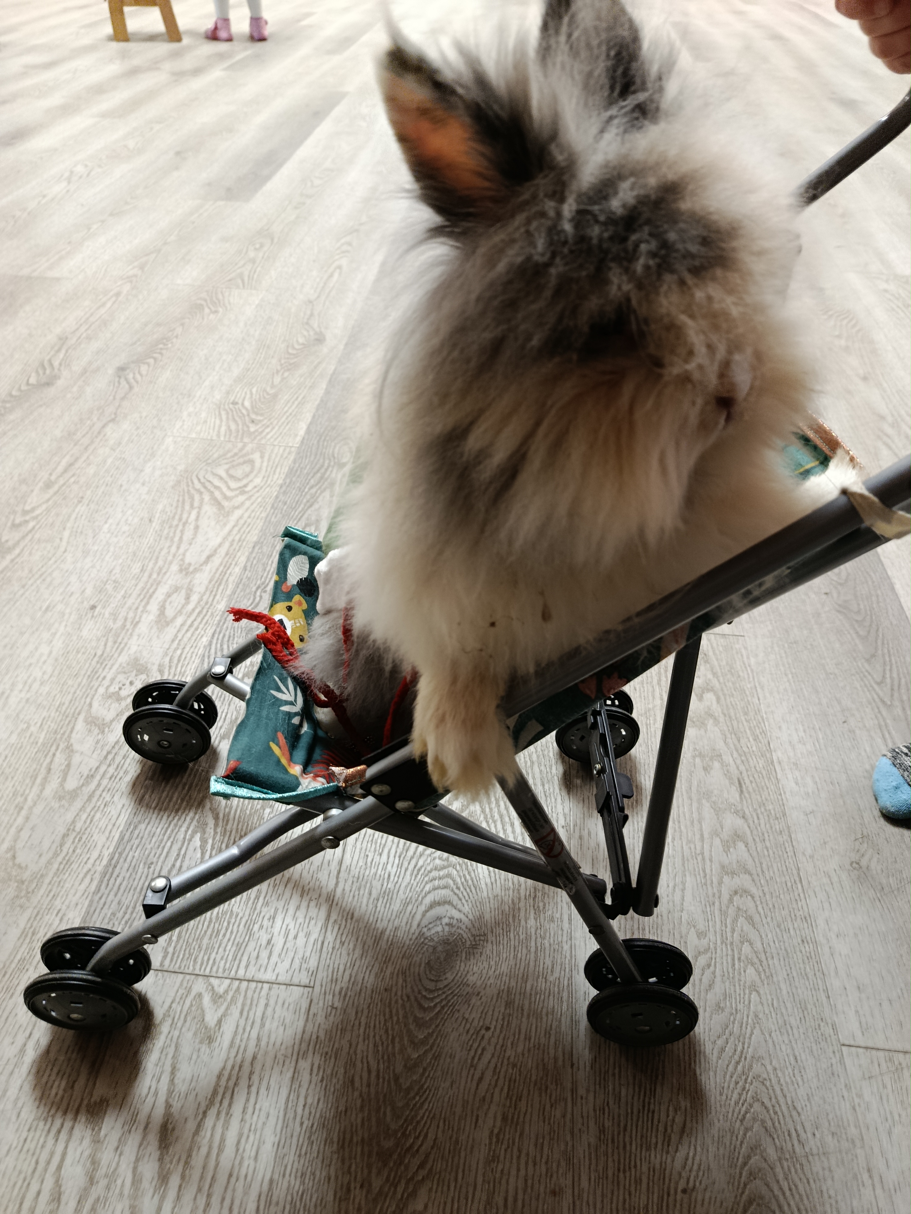Ferme Pédagogique du Grand Chêne - photo 4