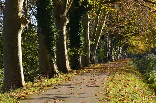 Entre Garonne et Canal, Damazan