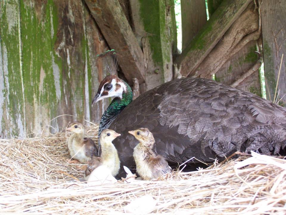 Ferme découverte Taris tourisme, Moustey
