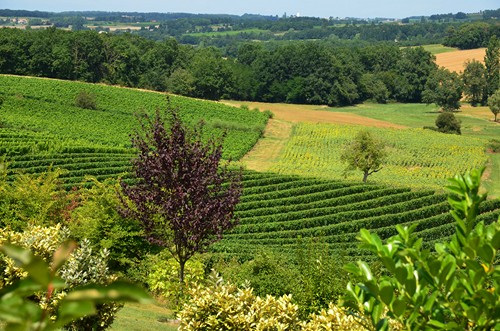 Circuit vignes et vergers en Duraquois, Duras - photo 12