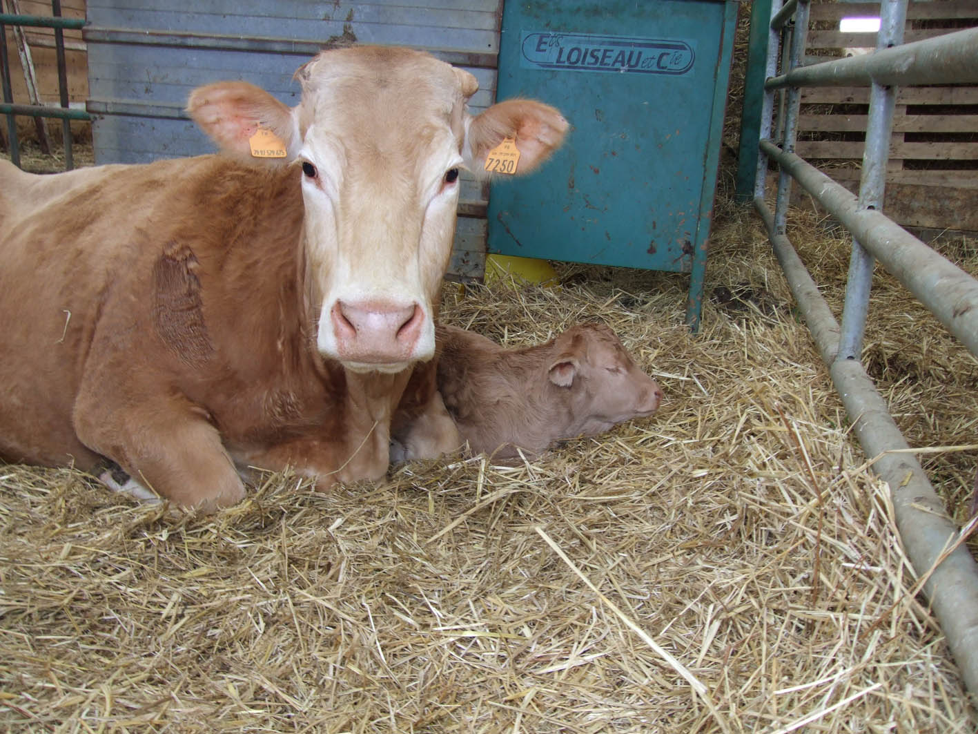 Viandes et terrines de la ferme Dumoulin