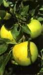 Verger Conservatoire des Croqueurs de Pommes, Secondigny - photo 2