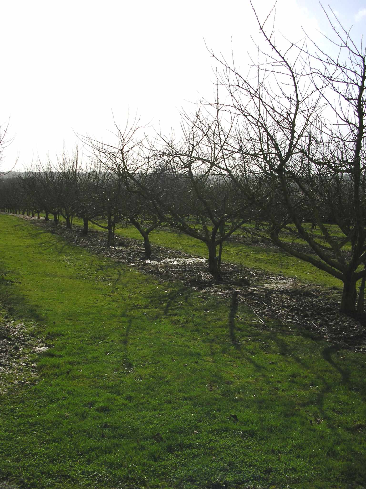 Verger Conservatoire des Croqueurs de Pommes, Secondigny - photo 3