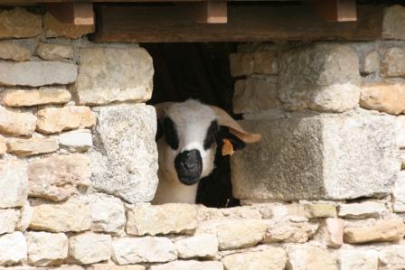 Parc Touristique Mouton Village, Vasles