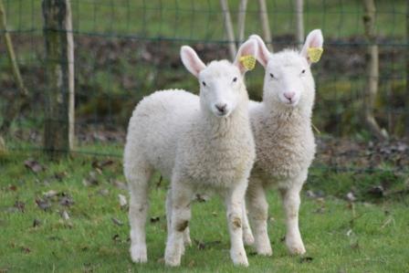 Parc Touristique Mouton Village, Vasles - photo 9