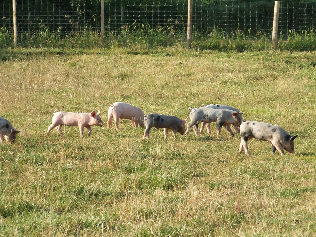 La Ferme de La Mantellerie, Saint-Pompain - photo 3