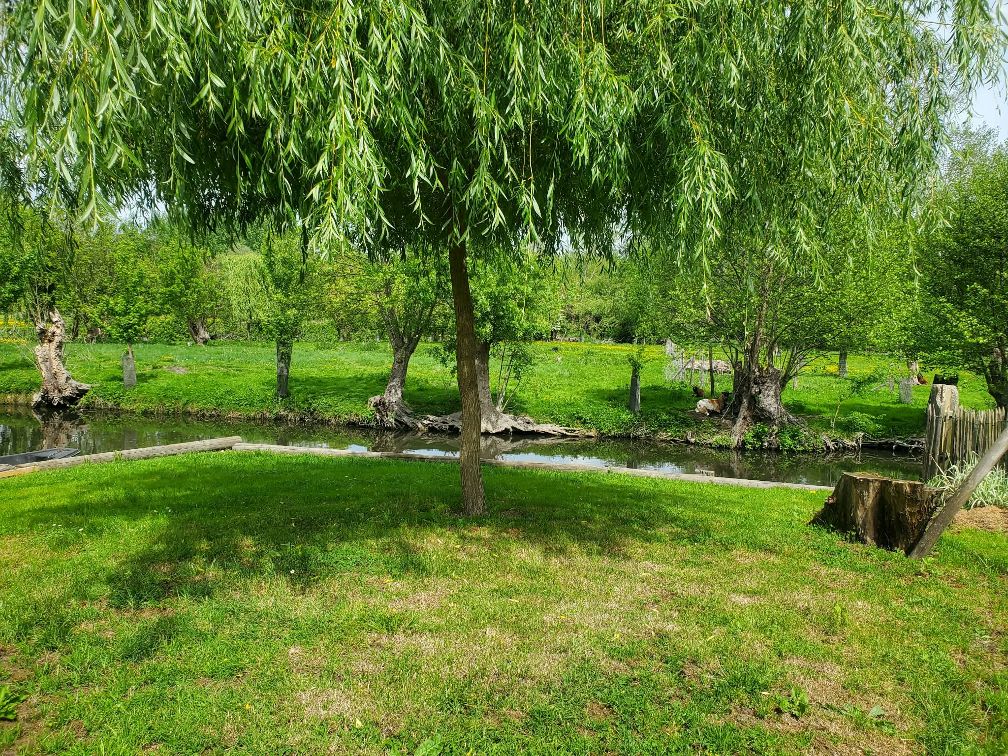 La libellule, Le Vanneau-Irleau - photo 13