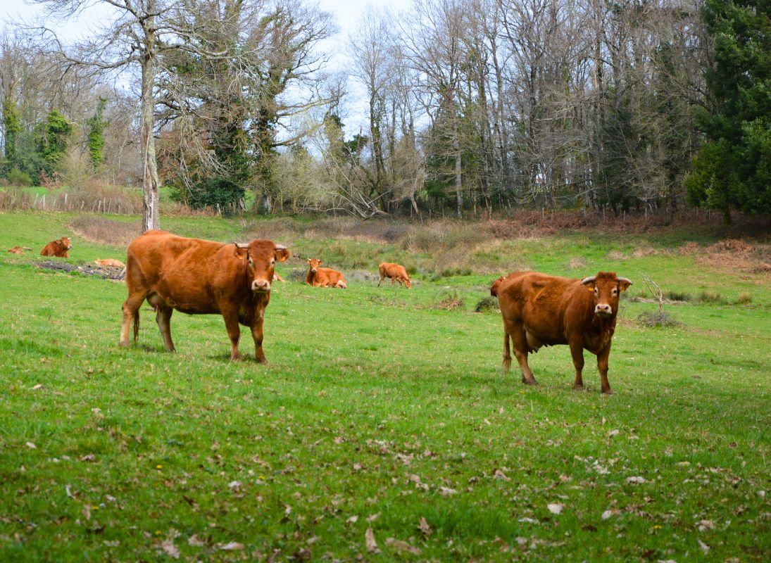 Circuit du dolmen de la Goupillère, Les Cars - photo 8