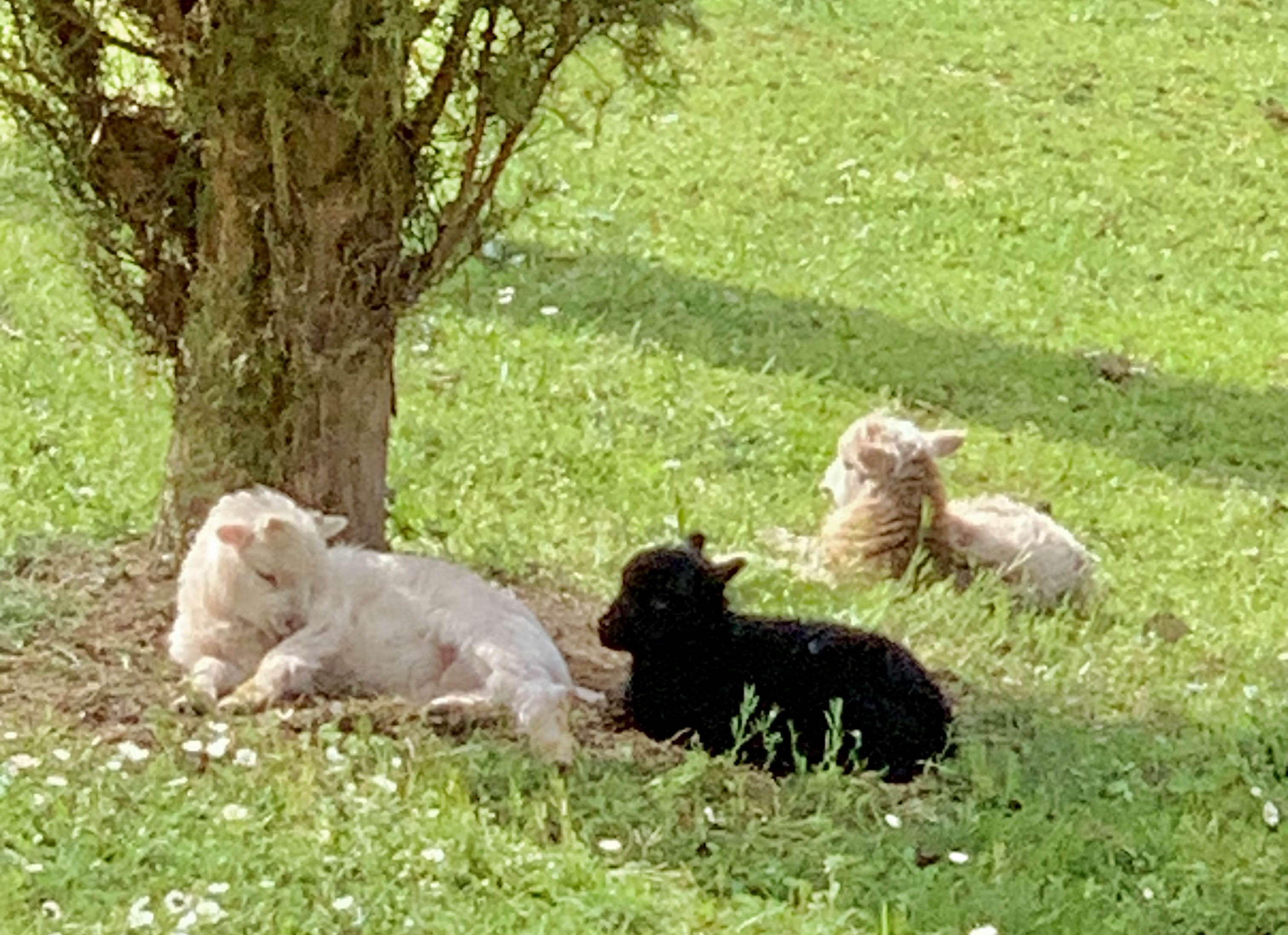 Domaine Jean Got - La Tour, Lugaignac - photo 7