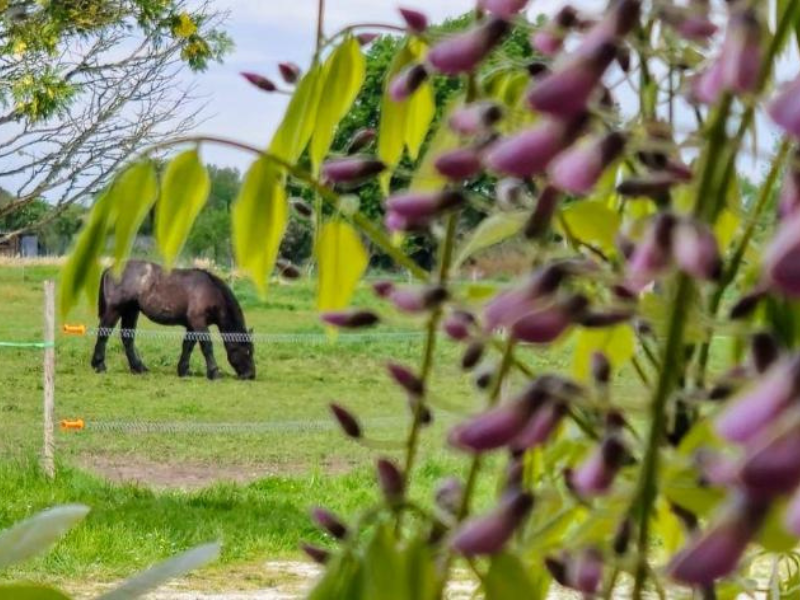 Vignoble L'Homme Cheval - photo 3