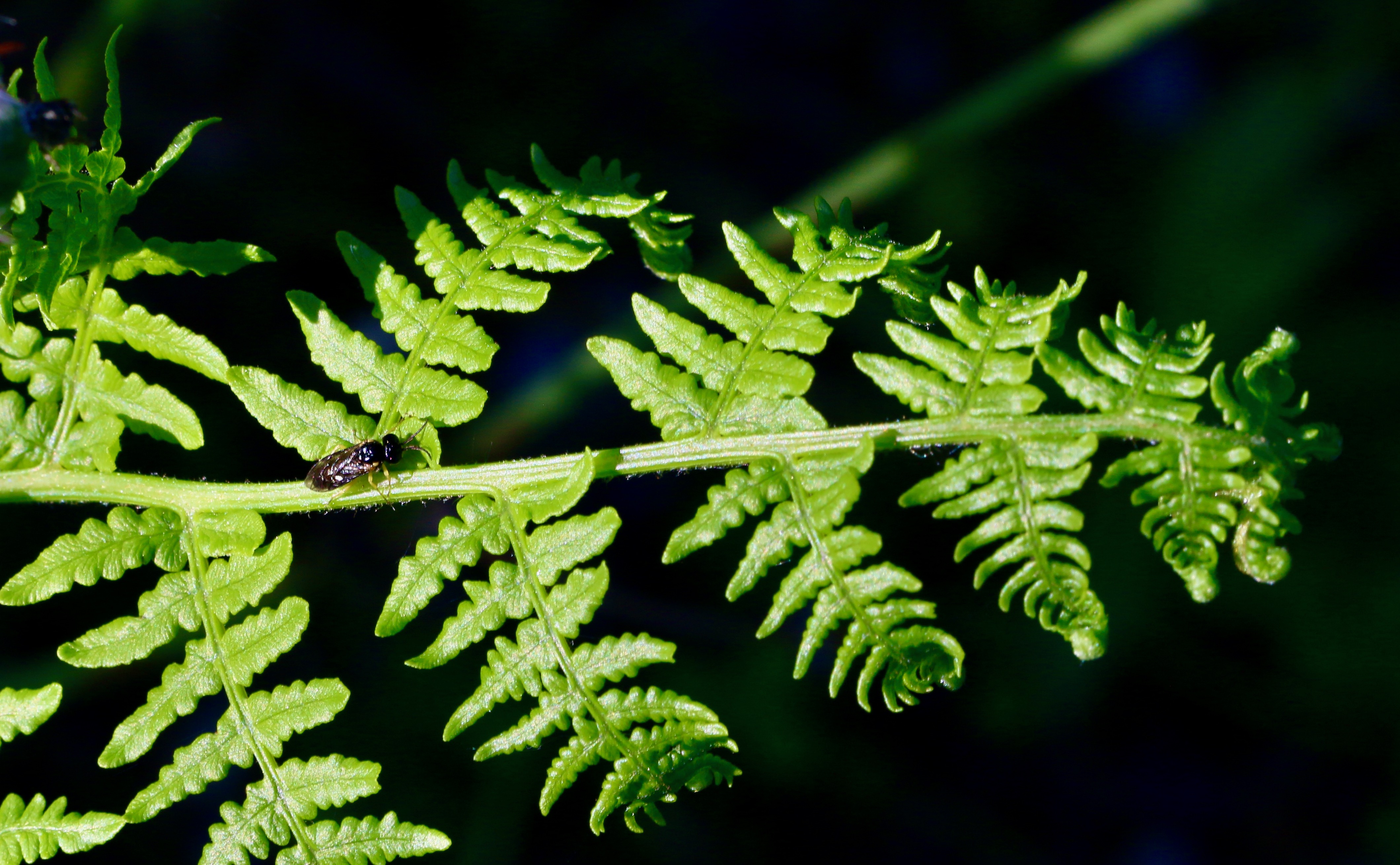 Conservatoire des Landes de Gascogne, Sanguinet - photo 14