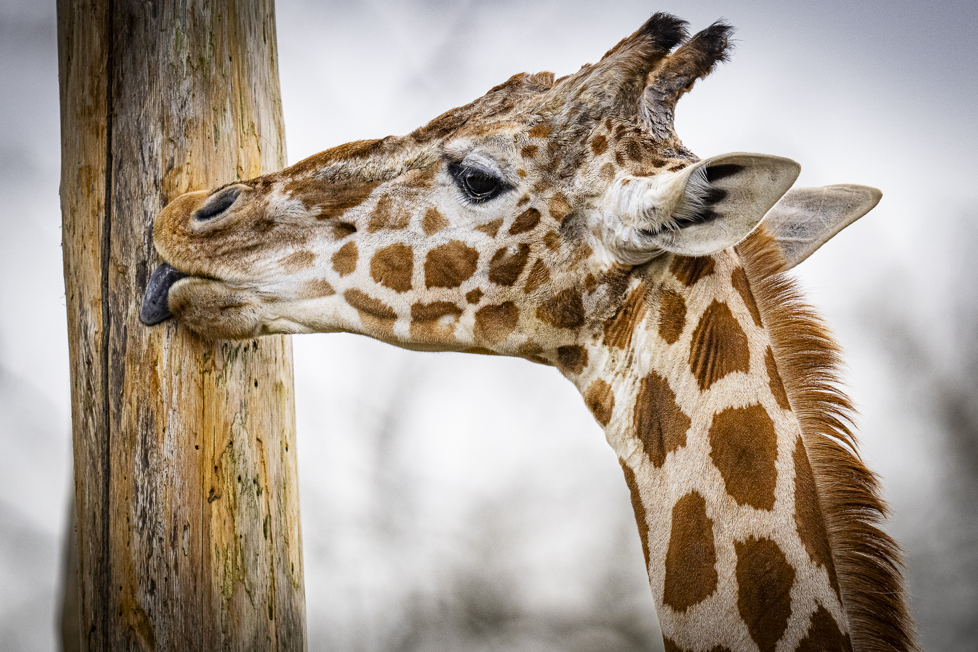 Zoo de Bordeaux-Pessac