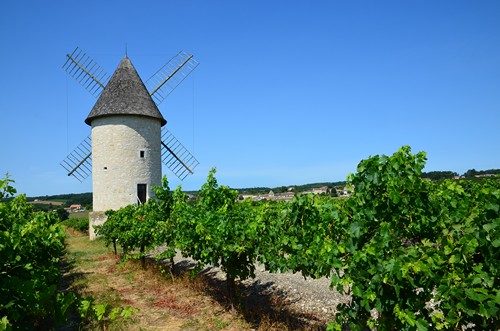 Circuit vignes et vergers en Duraquois, Duras - photo 25