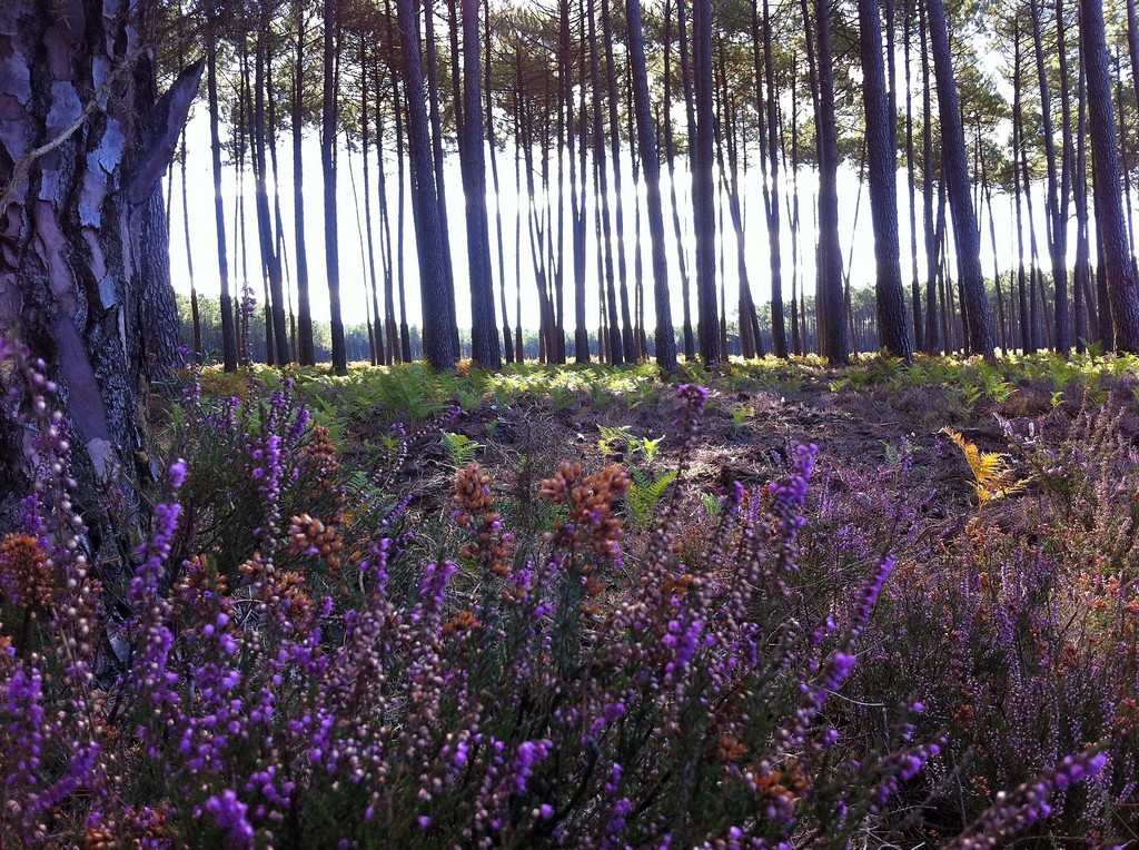L'Océan des Landes - photo 5