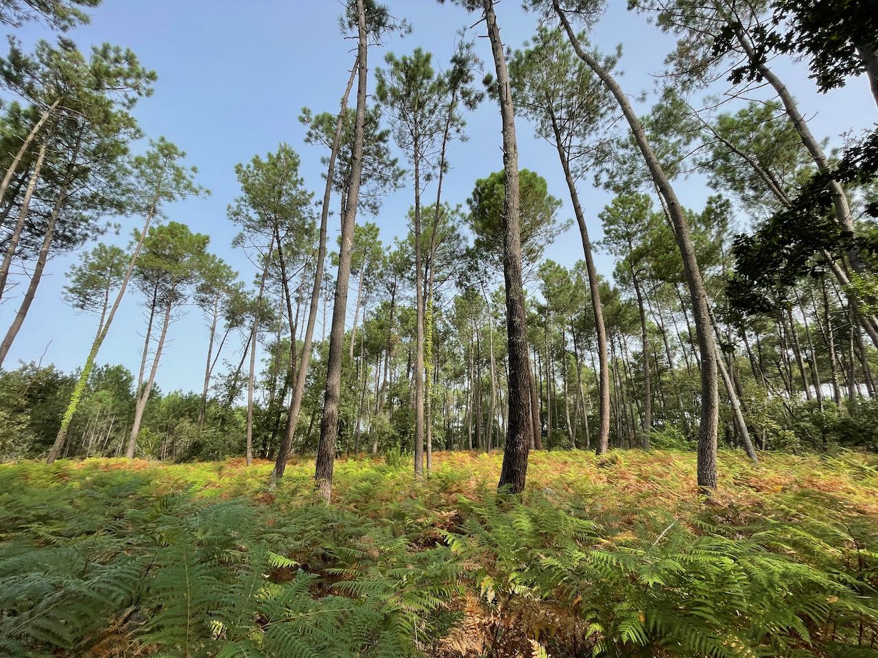 Le Tamaris - Pause idéale, Audenge - photo 3