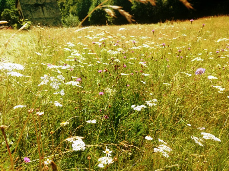 Balade-découverte "La Nature au Printemps" aux Tours de Carbonnières